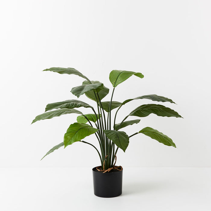Spathiphyllum Leaf Plant 80cm Set of 2