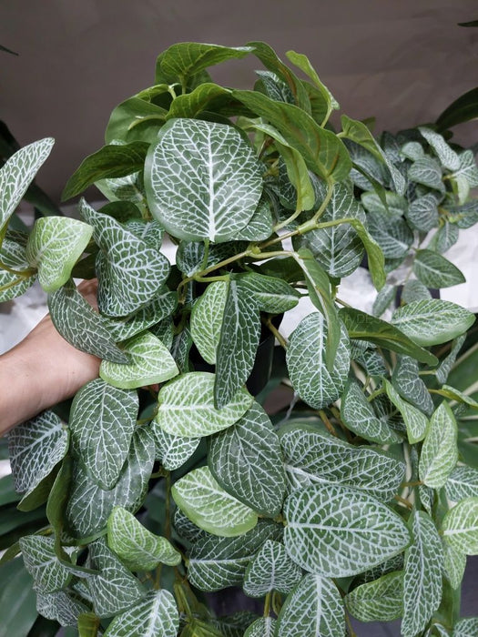 Fittonia Hanging Bush in Pot Green 52cm Pack of 4