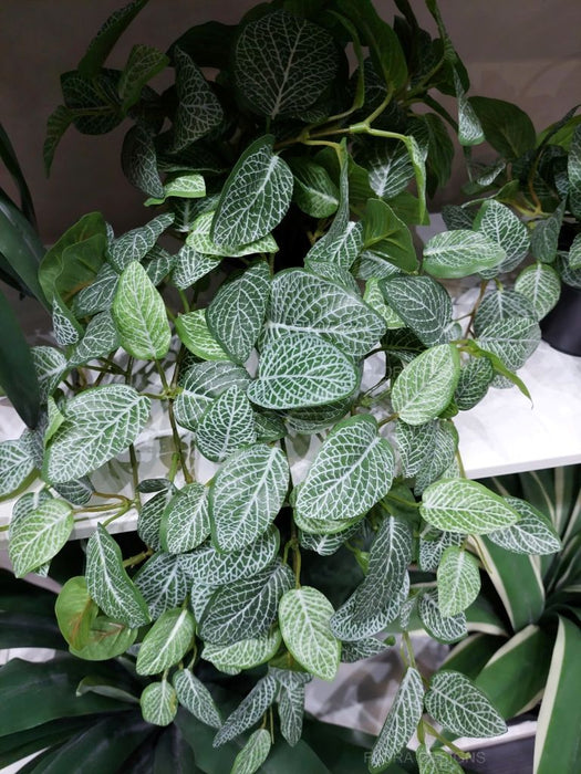 Fittonia Hanging Bush in Pot Green 52cm Pack of 4