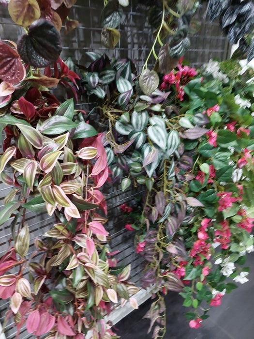 Wandering Jew Hanging Bush Dark Green 100cm Pack of 6