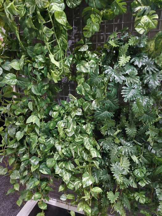 Pothos Hanging Bush Variegated 91cm Pack of 4