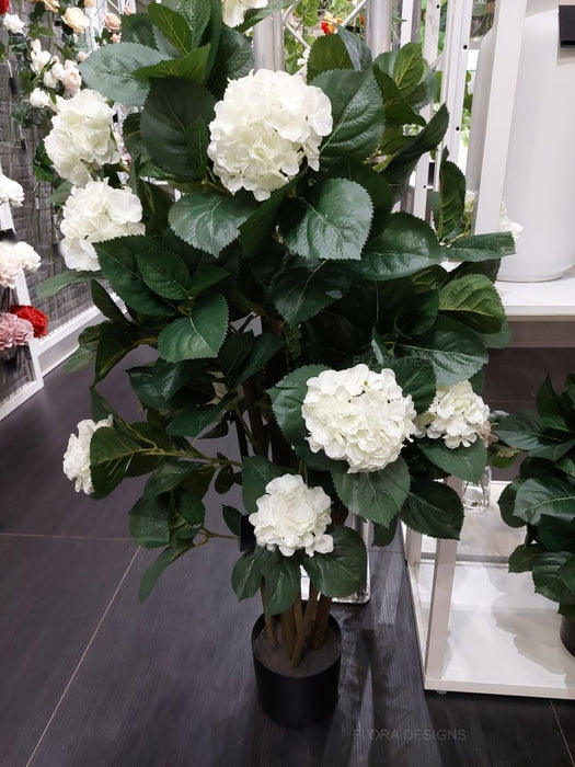 Hydrangea Plant White 120cm Pack of 2