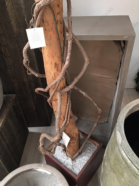 Ficus Exotica Giant Tree 300cm