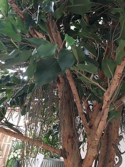Ficus Exotica Giant Tree 300cm