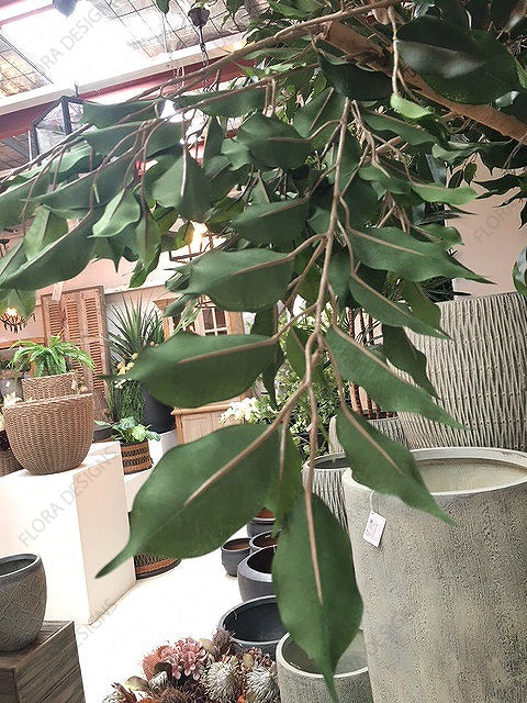 Ficus Exotica Giant Tree 300cm