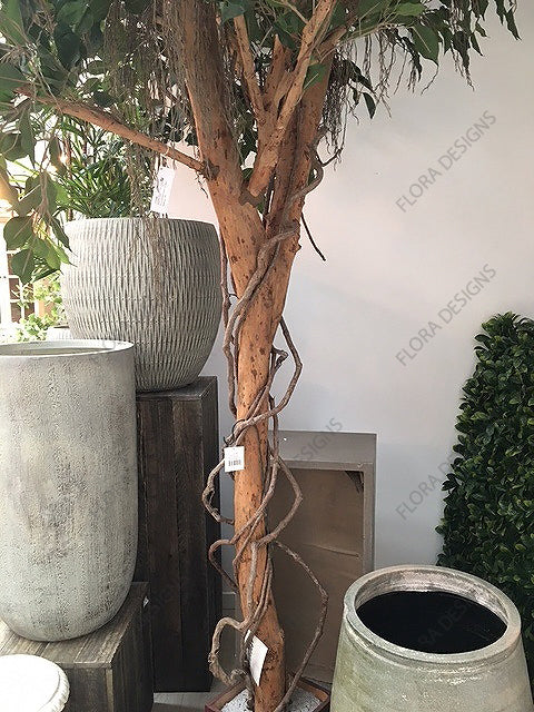 Ficus Exotica Giant Tree 300cm