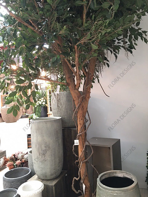 Ficus Exotica Giant Tree 300cm