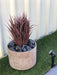 Artificial Ornamental Potted Dense Burgundy Grass UV Resistant 38cm