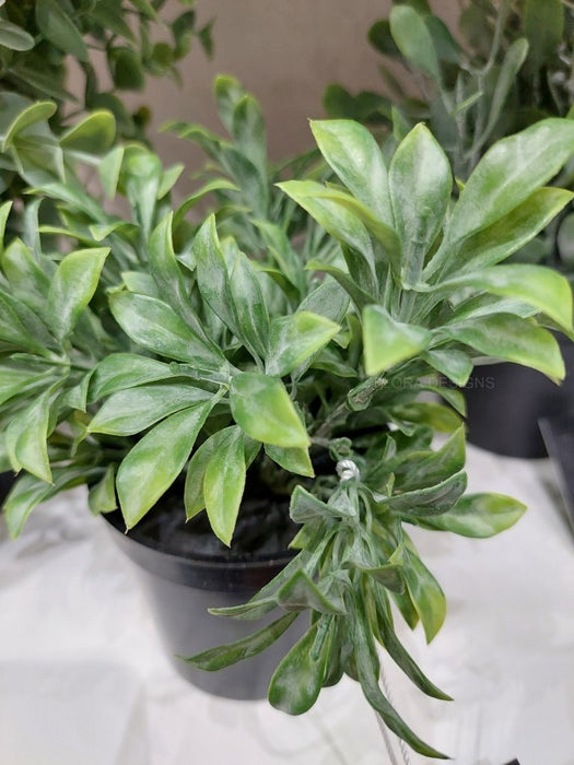 Jade Bush in Pot Grey Green 18cm Pack of 6