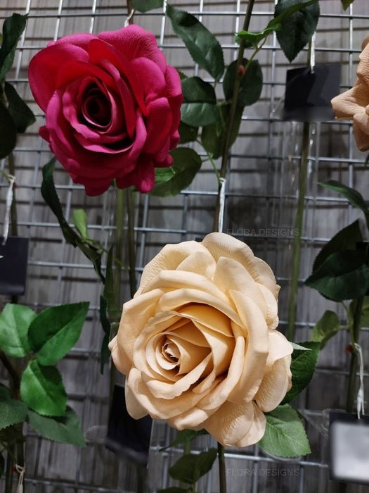 Rose Hannah Burgundy 75cm Pack of 12